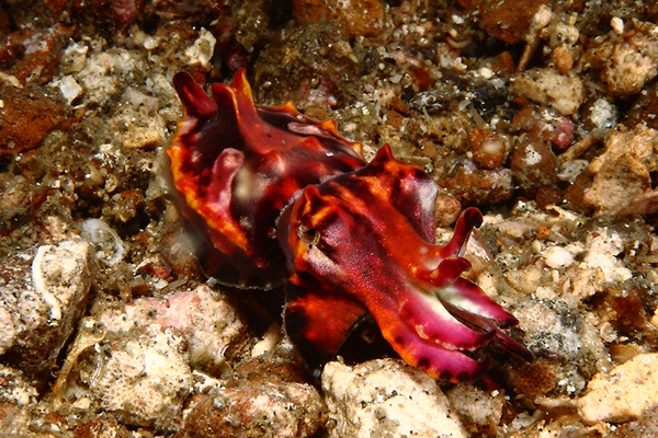 Những sinh vật ngụy trang đẹp ngất ngây dưới đáy biển 6