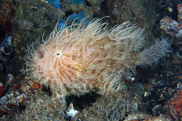 Những sinh vật ngụy trang đẹp ngất ngây dưới đáy biển 7