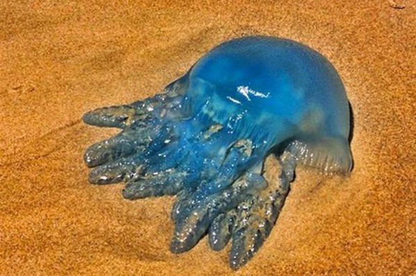 Đàn sứa xanh tuyệt đẹp bất ngờ 