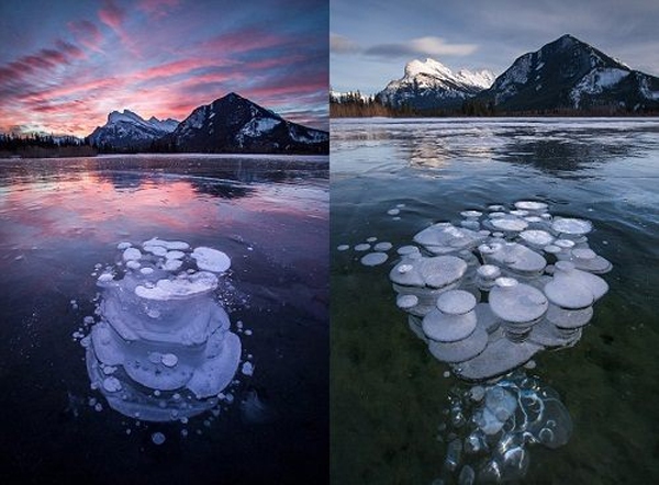 Hiện tượng lạ: Đàn "sứa" băng ở Canada 4