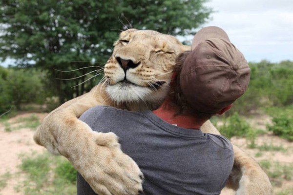 Cảm động cô sư tử ôm người đàn ông đã cứu sống mình 1