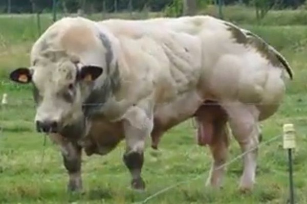 Chú bò “lực sĩ” cơ bắp nhất thế giới 1