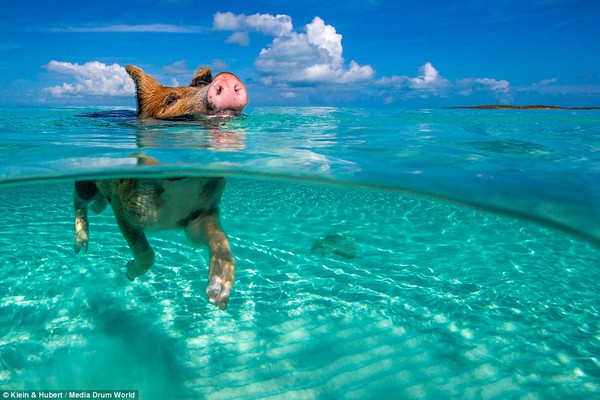 Thú vị hòn đảo khách du lịch thích đến để được… tắm với lợn 1