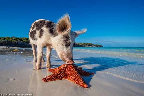 Thú vị hòn đảo khách du lịch thích đến để được… tắm với lợn 10