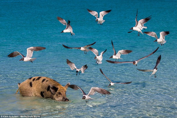 Thú vị hòn đảo khách du lịch thích đến để được… tắm với lợn 11