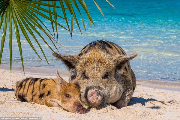 Thú vị hòn đảo khách du lịch thích đến để được… tắm với lợn 6