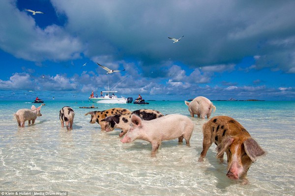 Thú vị hòn đảo khách du lịch thích đến để được… tắm với lợn 7