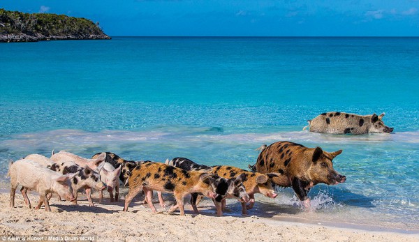 Thú vị hòn đảo khách du lịch thích đến để được… tắm với lợn 8
