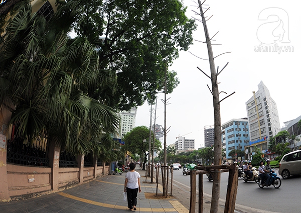 Nhiều cây xanh mới trồng ở trên phố Nguyễn Chí Thanh đã chết
