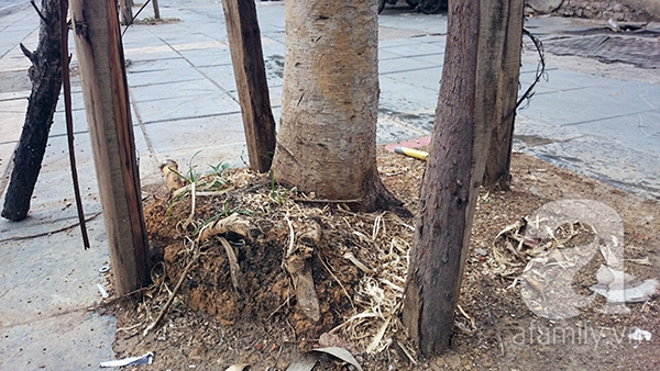 Nhiều cây xanh mới trồng ở trên phố Nguyễn Chí Thanh đã chết