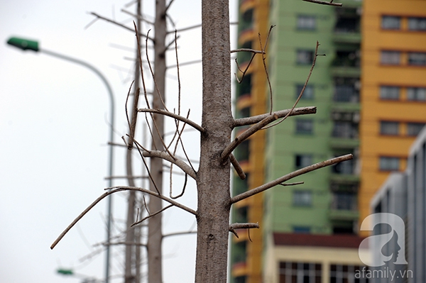 Hàng cây cổ thụ trên đường Nguyễn Chí Thanh đã bị chặt hạ, thay thế bằng gần 400 cây mới.