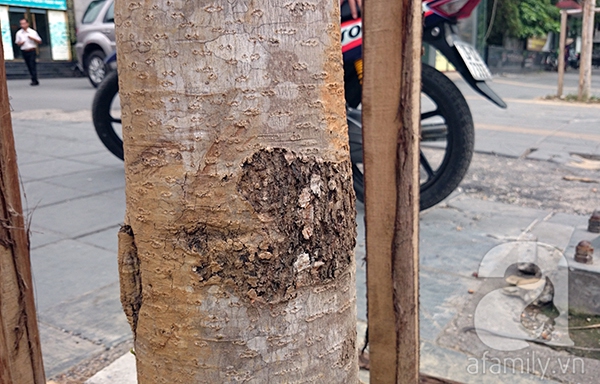 Hàng cây cổ thụ trên đường Nguyễn Chí Thanh đã bị chặt hạ, thay thế bằng gần 400 cây mới.
