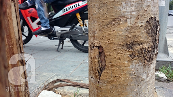 Rất nhiều cây trên đường Nguyễn Chí Thanh đã bị tróc hết vỏ và không còn dấu hiệu của sự sống.