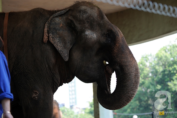 Trả tự do cho ba chú voi ở vườn thú Hà Nội