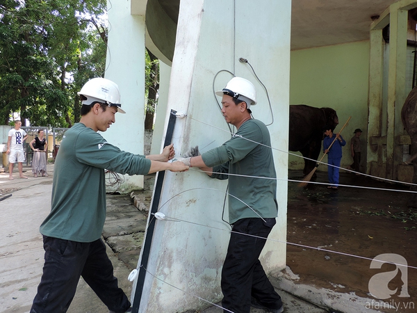 Trả tự do cho ba chú voi ở vườn thú Hà Nội