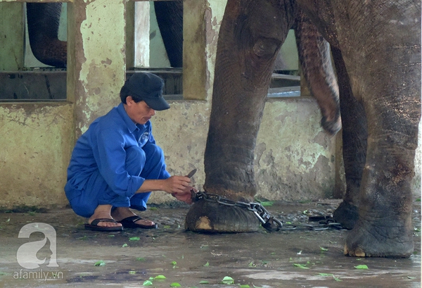 Trả tự do cho ba chú voi ở vườn thú Hà Nội