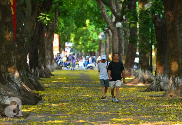 Nhung-tham-la-vang-mua-thu-ha-noi