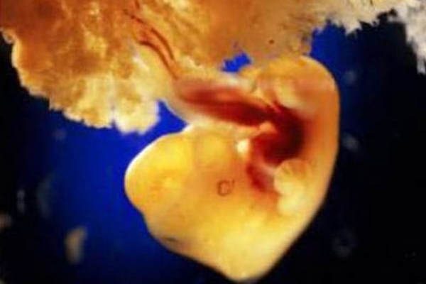 Sự lớn lên kì diệu của bào thai trong bụng mẹ 15