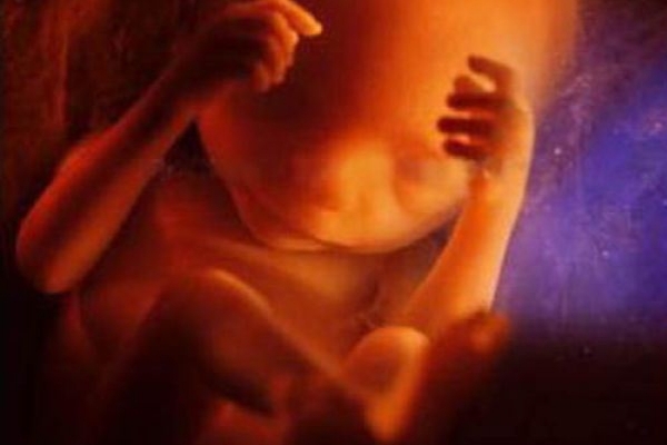 Sự lớn lên kì diệu của bào thai trong bụng mẹ 23