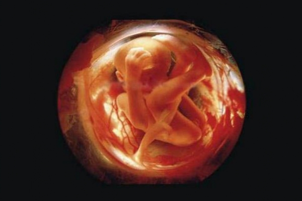 Sự lớn lên kì diệu của bào thai trong bụng mẹ 24