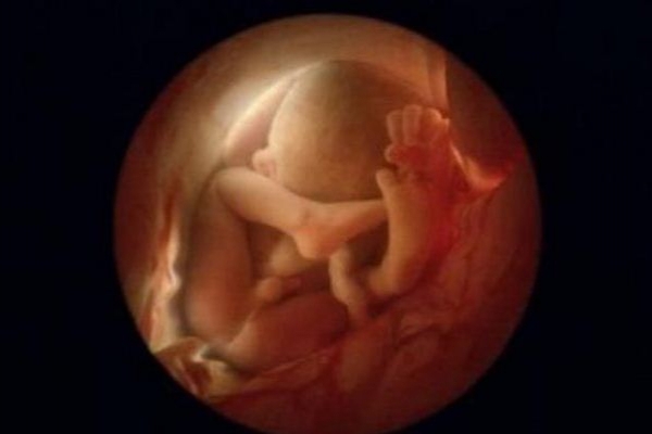 Sự lớn lên kì diệu của bào thai trong bụng mẹ 26
