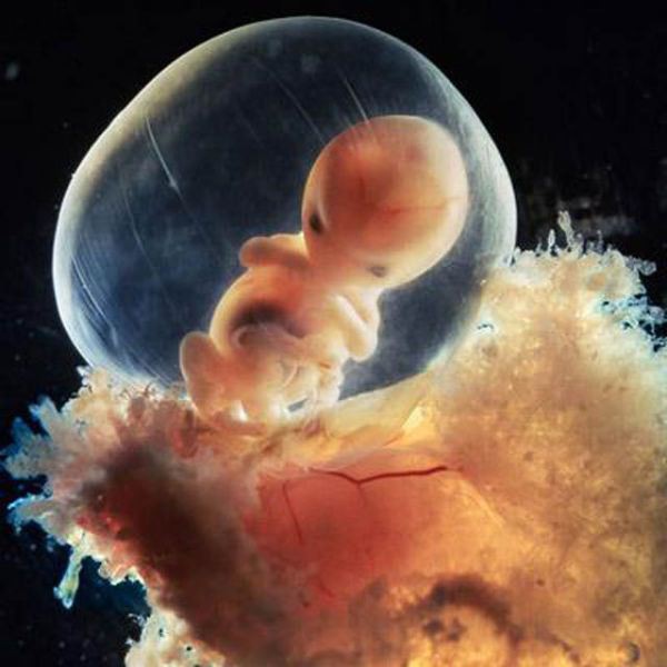 Sự lớn lên kì diệu của bào thai trong bụng mẹ 16