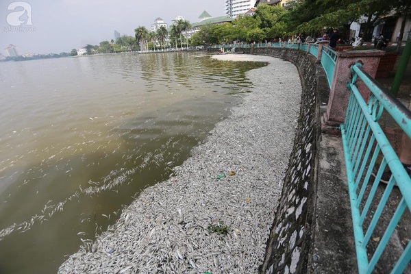 cá chết cá chết