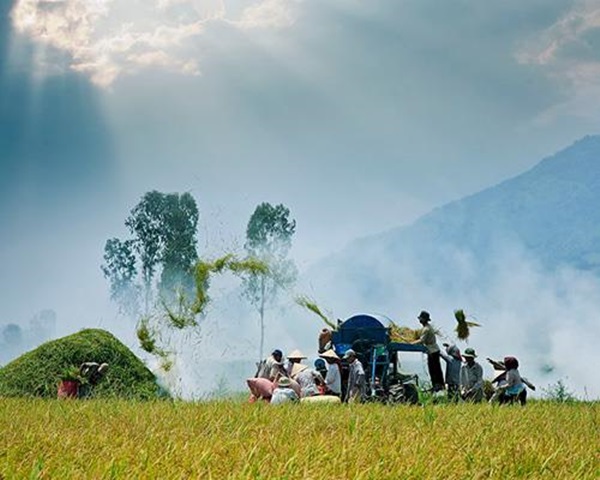 Chùm ảnh ý nghĩa về hành trình hạt gạo 3 Chùm ảnh ý nghĩa về hành trình hạt gạo 3