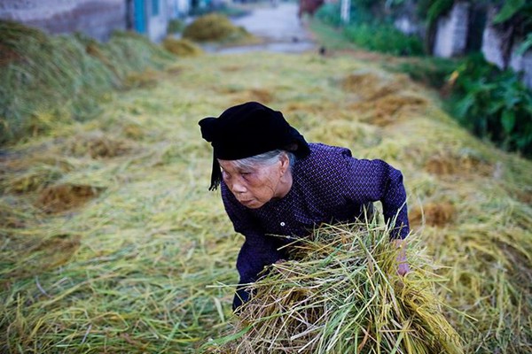 Chùm ảnh ý nghĩa về hành trình hạt gạo 18