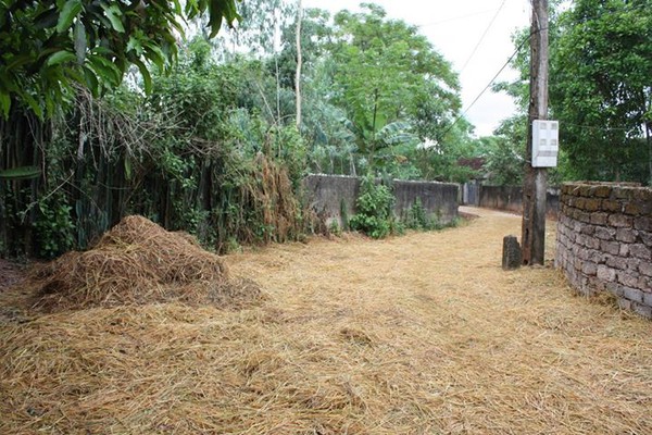 Chùm ảnh ý nghĩa về hành trình hạt gạo 19 Chùm ảnh ý nghĩa về hành trình hạt gạo 19