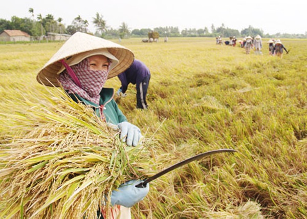 Chùm ảnh ý nghĩa về hành trình hạt gạo 9 Chùm ảnh ý nghĩa về hành trình hạt gạo 9