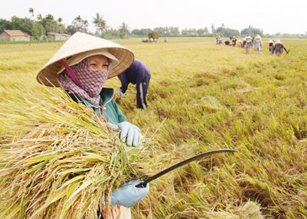 Chùm ảnh ý nghĩa về hành trình hạt gạo 9