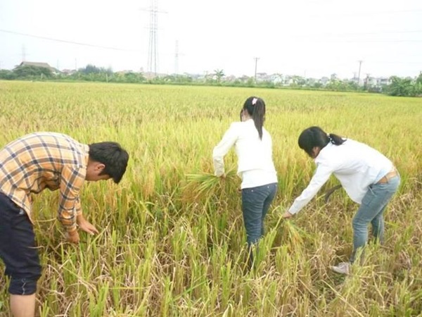 Chùm ảnh ý nghĩa về hành trình hạt gạo 4