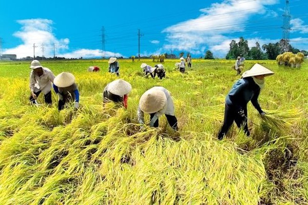 Chùm ảnh ý nghĩa về hành trình hạt gạo 11 Chùm ảnh ý nghĩa về hành trình hạt gạo 11