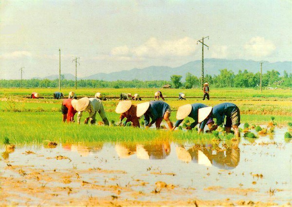 Chùm ảnh ý nghĩa về hành trình hạt gạo 2