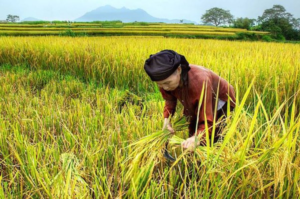 Chùm ảnh ý nghĩa về hành trình hạt gạo 6 Chùm ảnh ý nghĩa về hành trình hạt gạo 6