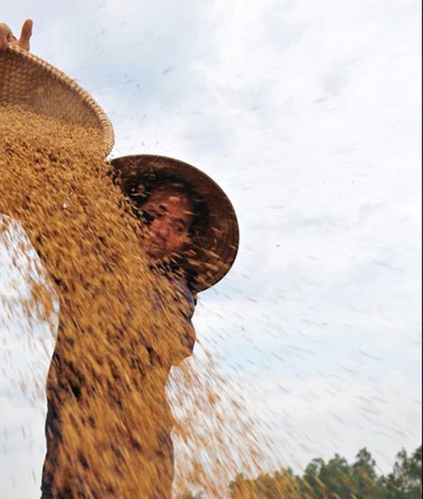 Chùm ảnh ý nghĩa về hành trình hạt gạo 13 Chùm ảnh ý nghĩa về hành trình hạt gạo 13