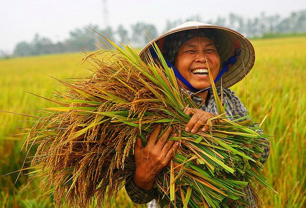 Chùm ảnh ý nghĩa về hành trình hạt gạo 12