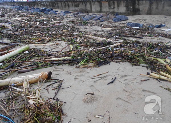 Bãi biển đẹp nhất thế giới ở Đà Nẵng ngập chìm trong rác sau lũ 3
