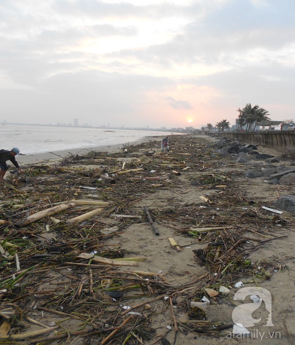 Bãi biển đẹp nhất thế giới ở Đà Nẵng ngập chìm trong rác sau lũ 4