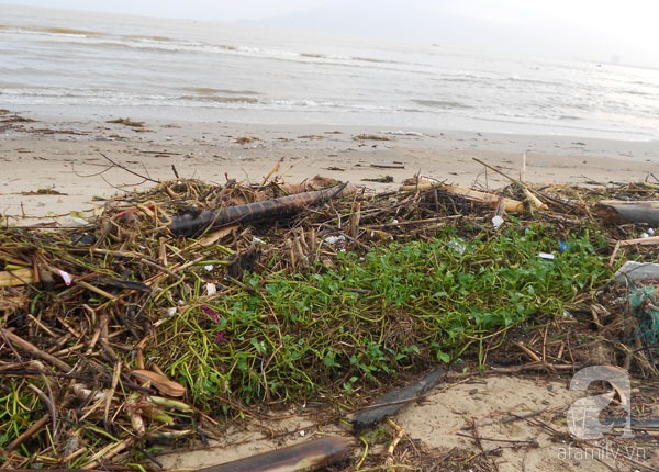 Bãi biển đẹp nhất thế giới ở Đà Nẵng ngập chìm trong rác sau lũ 11