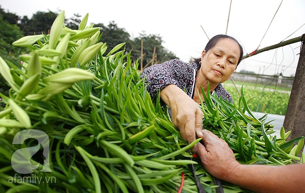 Trong trẻo sắc hoa loa kèn gọi hè về ở làng Tây Tựu 2