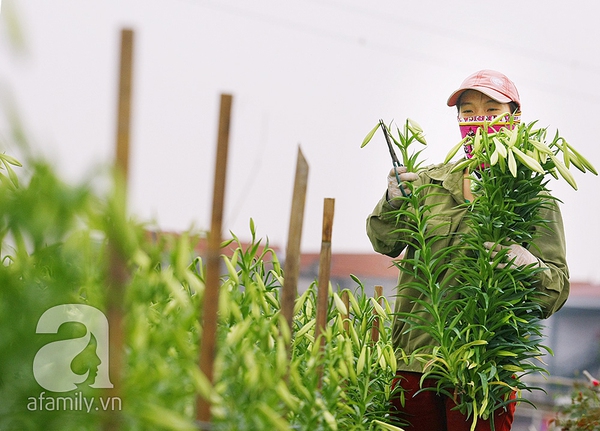 Trong trẻo sắc hoa loa kèn gọi hè về ở làng Tây Tựu 3