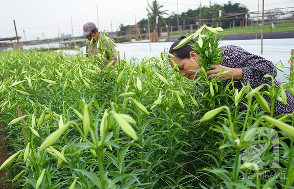 Trong trẻo sắc hoa loa kèn gọi hè về ở làng Tây Tựu 6