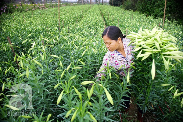 Trong trẻo sắc hoa loa kèn gọi hè về ở làng Tây Tựu 12