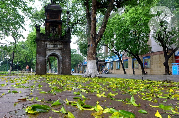 Lãng đãng Hà Nội mùa lá vàng trải thảm 2