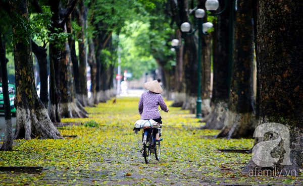 Lãng đãng Hà Nội mùa lá vàng trải thảm 23