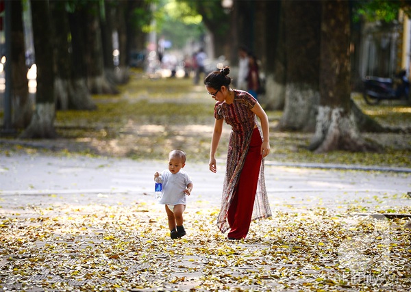 Lãng đãng Hà Nội mùa lá vàng trải thảm 11