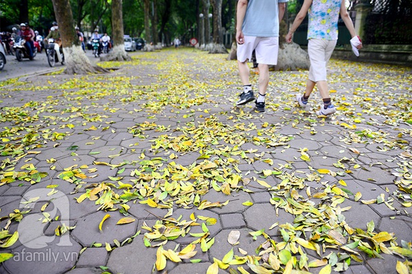 Lãng đãng Hà Nội mùa lá vàng trải thảm 15