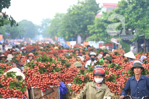 Giao thông tắc nghẽn vì người dân chở vải Lục Ngạn ùa ra khắp đường 18